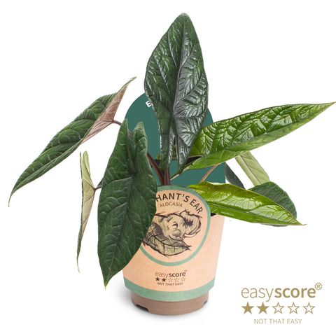 Alocasia scalprum