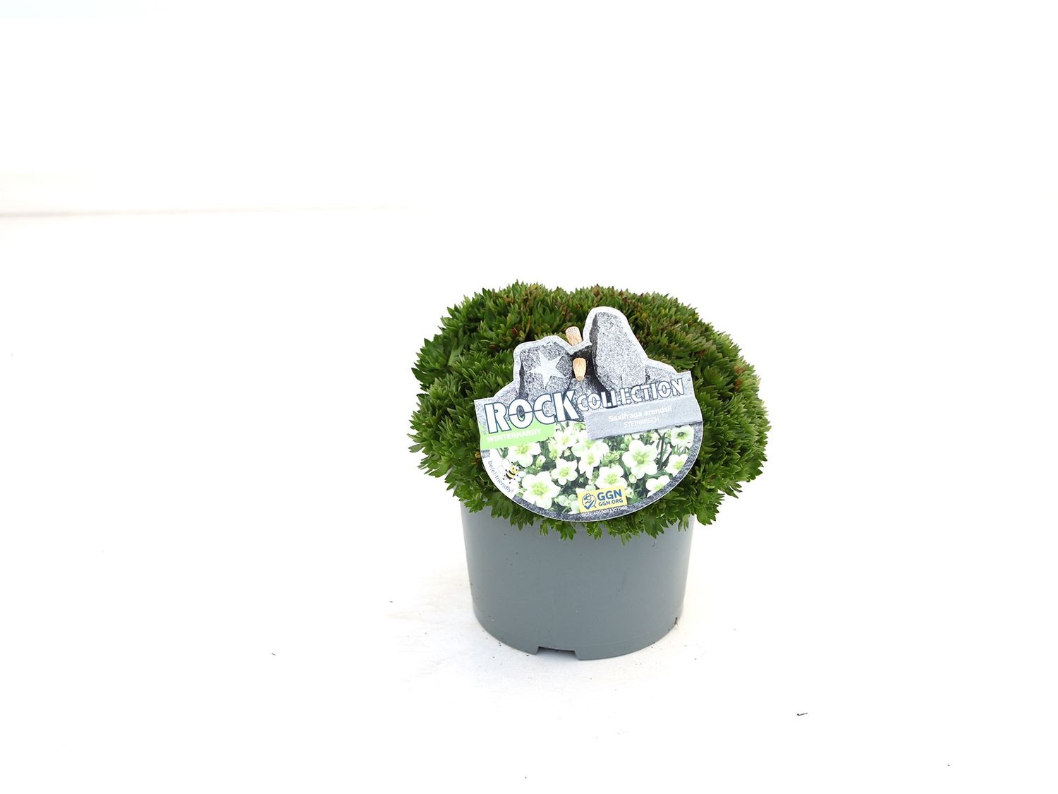 zimmerpflanze grn dicke bltter Ficus Lyrata Geigen-Feige Zimmerpflanze 21cm 80cm kaufen