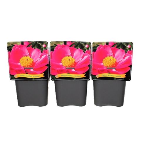 Paeonia 'Nymphe' — Plant Wholesale FlorAccess