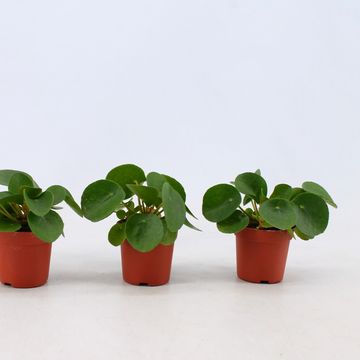 Pilea peperomioides