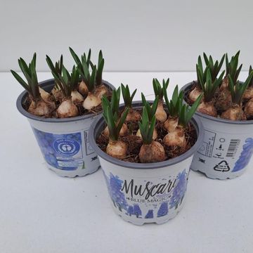 Muscari 'Blue Magic'