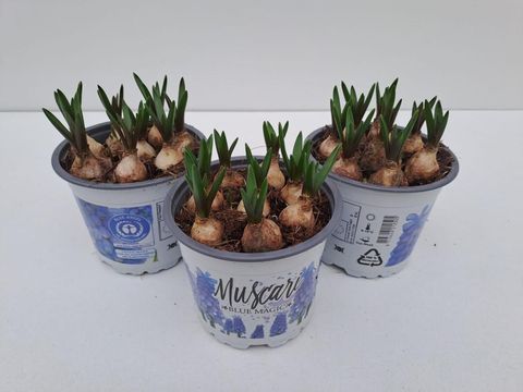 Muscari 'Blue Magic'