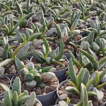 Adromischus marianae CLANWILLIAM
