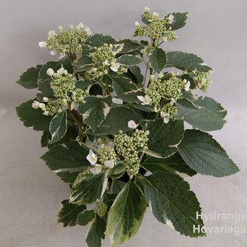 Hydrangea macrophylla HOVARIAGATA
