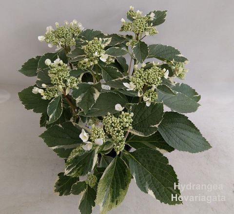 Hydrangea macrophylla HOVARIAGATA