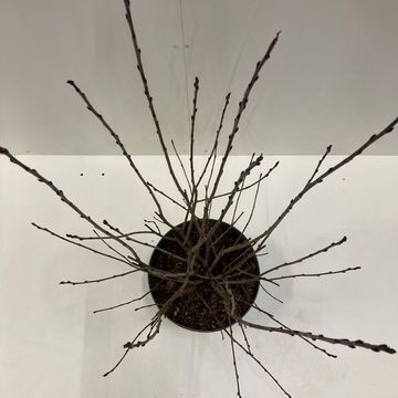 Aronia x prunifolia 'Viking'