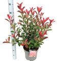 Photinia x fraseri CARRÉ ROUGE