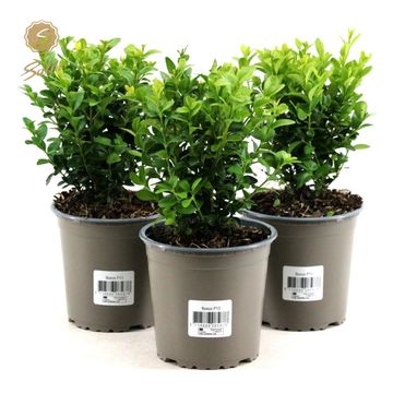 Buxus sempervirens