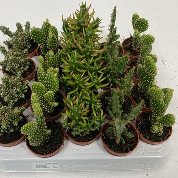Opuntia MIX