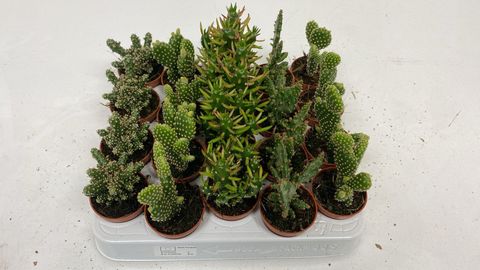 Opuntia MIX