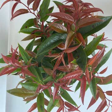 Leucothoe keiskei 'Royal Ruby'