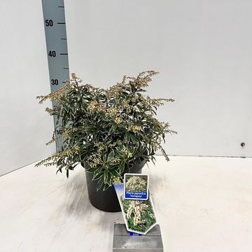 Pieris japonica 'Variegata'