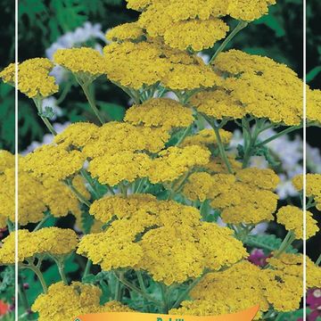 Achillea 'Moonshine'