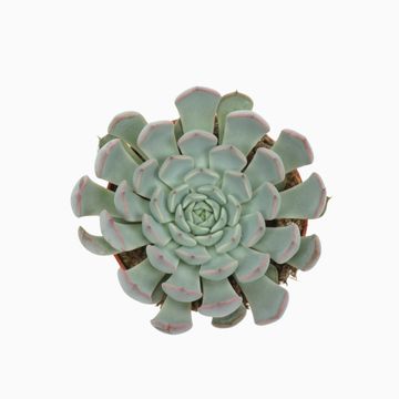 Echeveria cuspidata 'Texensis'