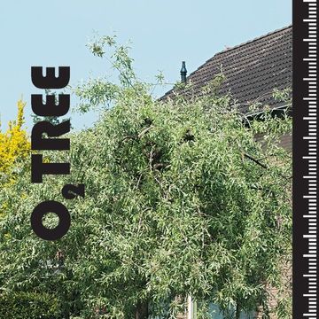 Pyrus salicifolia 'Pendula'