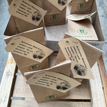 Anemone blanda 'Charmer'