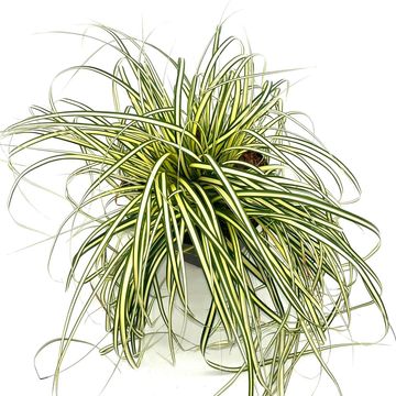 Carex oshimensis 'Evergold'