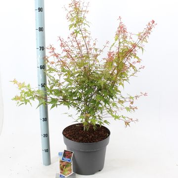 Acer palmatum 'Phoenix'