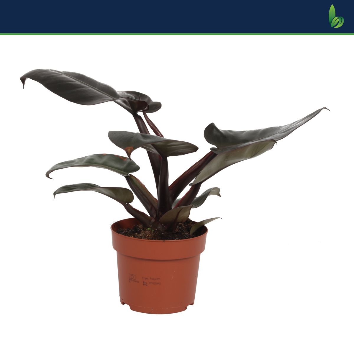 Philodendron BLACK CARDINAL — Plant Wholesale FlorAccess