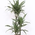 Dracaena fragrans 'Ulises'