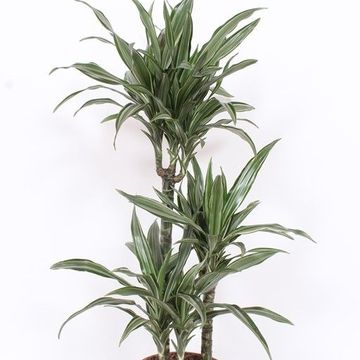 Dracaena fragrans 'Ulises'