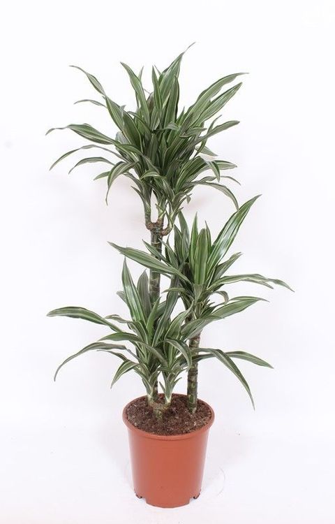 Dracaena fragrans 'Ulises'