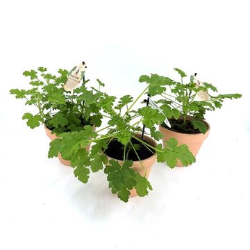 Pelargonium graveolens MIX