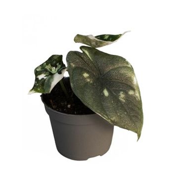 Alocasia melo 'Albo Variegata'