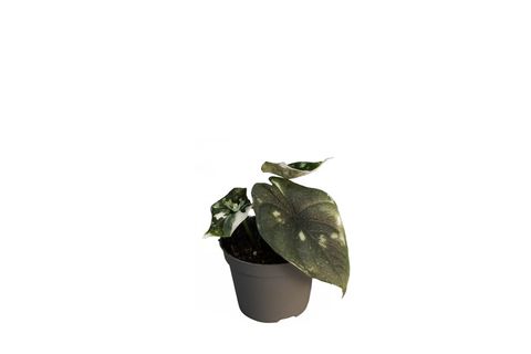 Alocasia melo 'Albo Variegata'