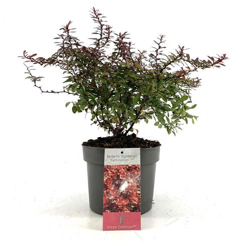 Berberis thunbergii 'Адмирэйшн'