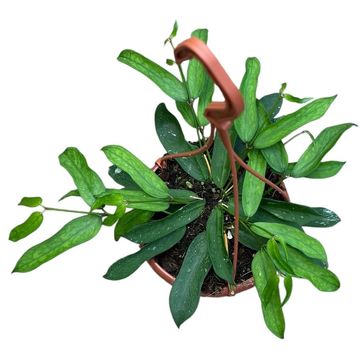 Hoya pandurata