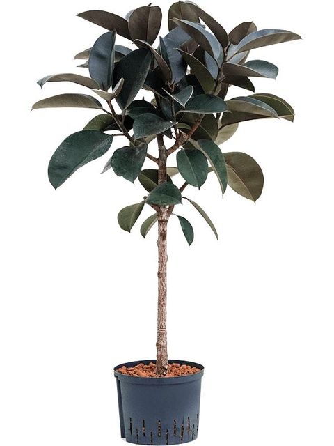 Ficus elastica 'Abidjan'