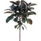 Ficus elastica 'Abidjan'