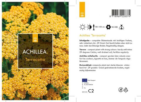 Achillea millefolium MILLY ROCK YELLOW TERRACOTTA