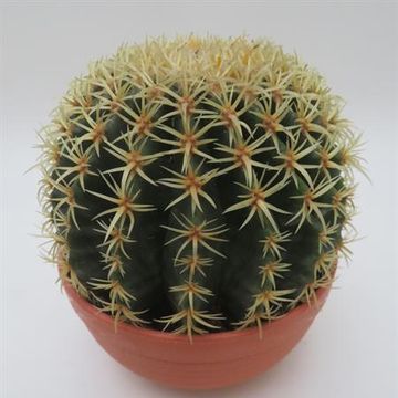 Echinocactus grusonii brevispinus