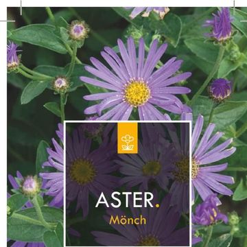 Aster x frikartii 'Mönch'