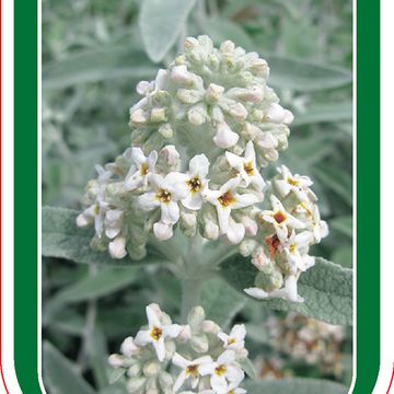 Buddleja SILVER ANNIVERSARY