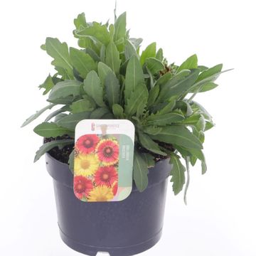 Gaillardia aristata GUAPA FLAMENCO BICOLOUR