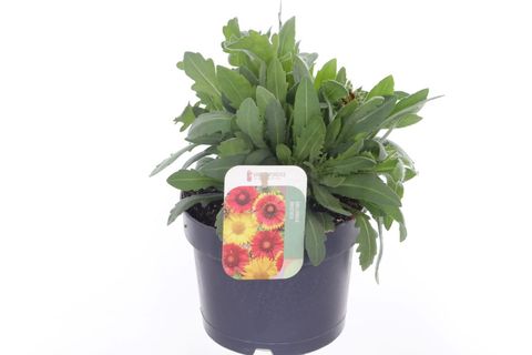 Gaillardia aristata GUAPA FLAMENCO BICOLOUR