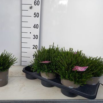 Erica x darleyensis 'J.W. Porter'