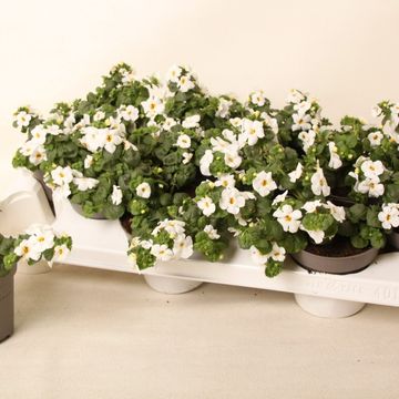 Sutera cordata BAHIA WHITE