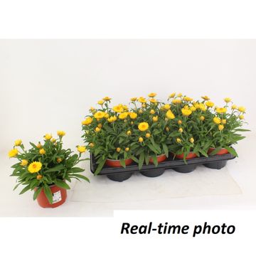Xerochrysum MOHAVE BASKET YELLOW