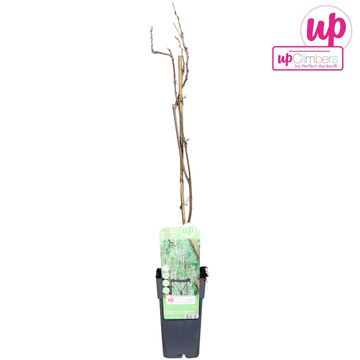 Wisteria macrostachya 'Clara Mack'