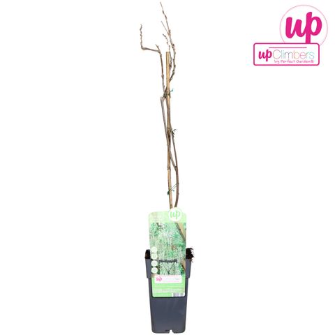 Wisteria macrostachya 'Clara Mack'