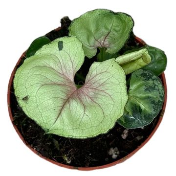 Syngonium 'Bob Allusion'