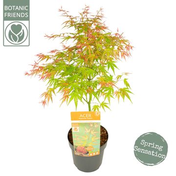 Acer palmatum 'Wilson's Pink Dwarf'