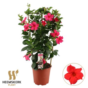 Mandevilla SUMMERSTAR PINK