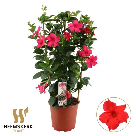 Mandevilla SUMMERSTAR PINK