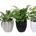 Houseplants MIX