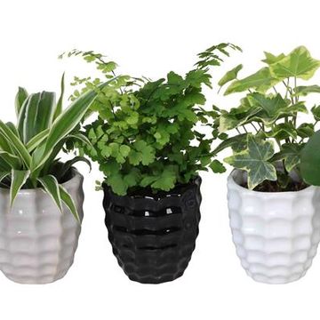 Plantas o interior MIX